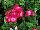 PAC-Elsner: Geranium  'Dark Red' 