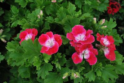 PAC-Elsner: Bermuda Geranium Cherry 