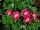 PAC-Elsner: Geranium  'Cherry' 