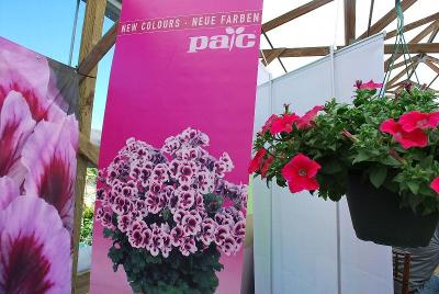 From Elsner PAC, Spring Trials, 2014.  New Colors!: Feast your eyes on new colors from Elsner-PAC.