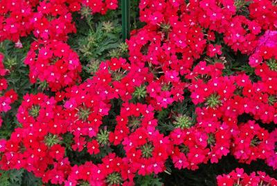 Verbena Vera 'Coral'