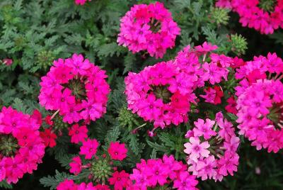 Verbena Vera 'Rose'