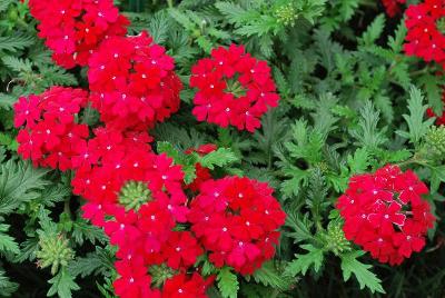 PAC-Elsner: Vera Verbena Deep Red 