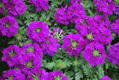 Verbena Vera 'Deep Blue'