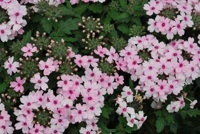 Verbena Vera 'Pink Eye'