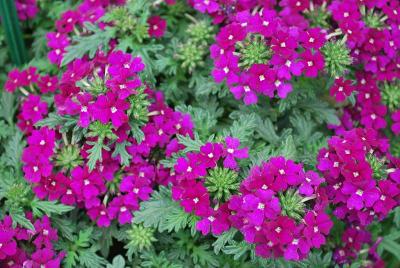 PAC-Elsner: Vera Verbena Purple 