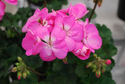 PAC-Elsner: Darko Geranium Pink 