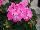 PAC-Elsner: Geranium  'Pink' 