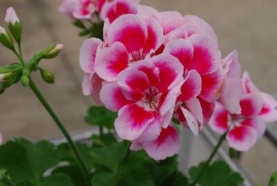 Geranium Flower Fairy 'White Splash'