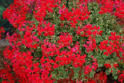 Geranium  'Evka'