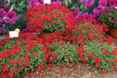 Geranium  'Evka'