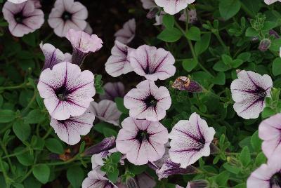 Petunia Prettytoonia® 'Cassis Patio'