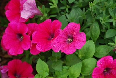 Prettytoonia® Petunia Hot Pink Patio