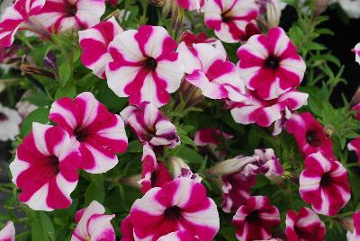 PAC-Elsner: Prettytoonia® Petunia Up Purple White 
