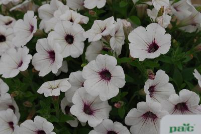 Petunia Prettytoonia® 'White Lila Eye Patio'