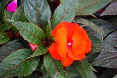 New Guinea Impatiens Impacio® 'Orange'