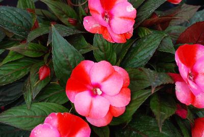 Impacio® New Guinea Impatiens Melon Star 