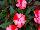 PAC-Elsner: New Guinea Impatiens  'Melon Star' 