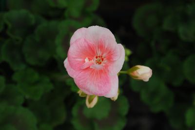 Geranium Elanos® 'Rose Pink'