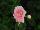PAC-Elsner: Geranium  'Rose Pink' 