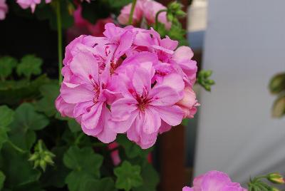 Geranium Dandy 'Soft Pink'