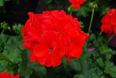 Geranium Dandy 'Orange'