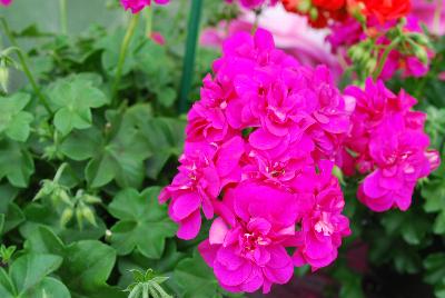 Geranium Dandy 'Soft Pink'