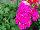PAC-Elsner: Geranium  'Soft Pink' 