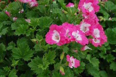 PAC-Elsner: Bermuda® Geranium Pink 