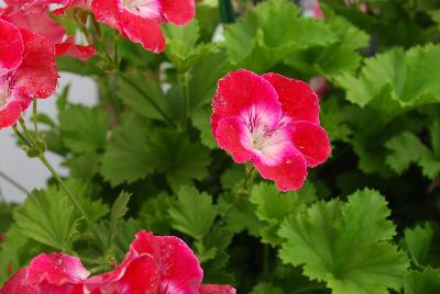 Bermuda® Geranium Cherry 