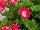 PAC-Elsner: Geranium  'Cherry' 