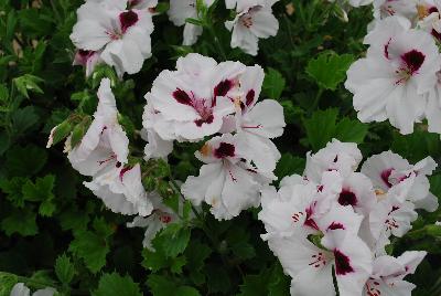 Geranium Aristo® 'White with Eye'