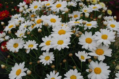 Osteospermum Day-Zee 'White'