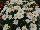PAC-Elsner: Osteospermum  'White' 