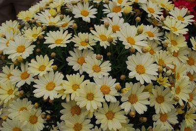 Day-Zee Osteospermum Yellow 