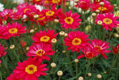 Day-Zee Osteospermum Red 