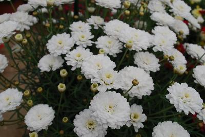 Osteospermum Day-Zee 'Double White'