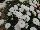 PAC-Elsner: Osteospermum  'Double White' 