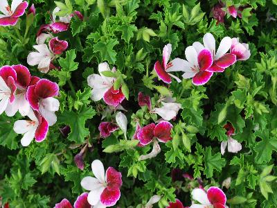 Geranium Angel-Eyes 'Bicolor'