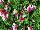 PAC-Elsner: Geranium  'Bicolor' 