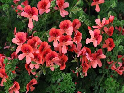 Geranium Angel-Eyes 'Orange'