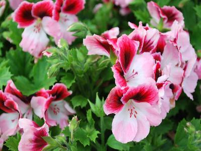 PAC-Elsner: Aristo Geranium Darling 