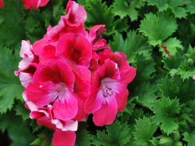 Geranium Aristo 'Salmon'