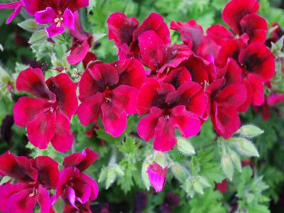 Candy-Flowers Geranium Dark-Red 