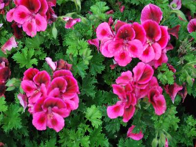 Geranium Candy-Flowers 'Pink-with-Eye'
