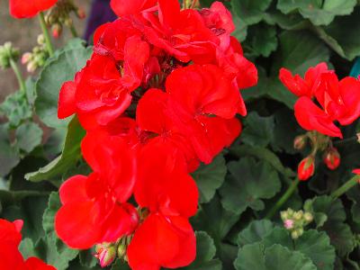 Geranium Elanos 'Bright-Red'