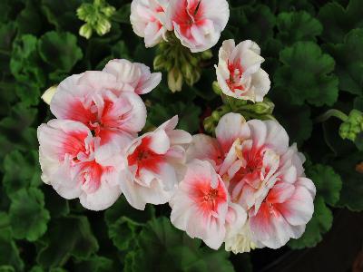 Elanos Geranium Rose-Picotee 