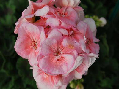 Elanos Geranium Rose-Pink 