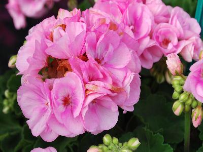 Elanos Geranium Rose 