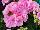 PAC-Elsner: Geranium  'Rose' 